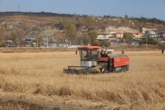 实现质量取产量双